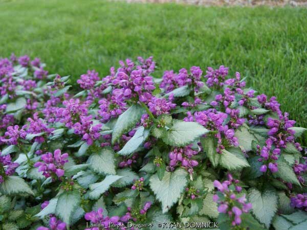 Bud to Branch – Lamium