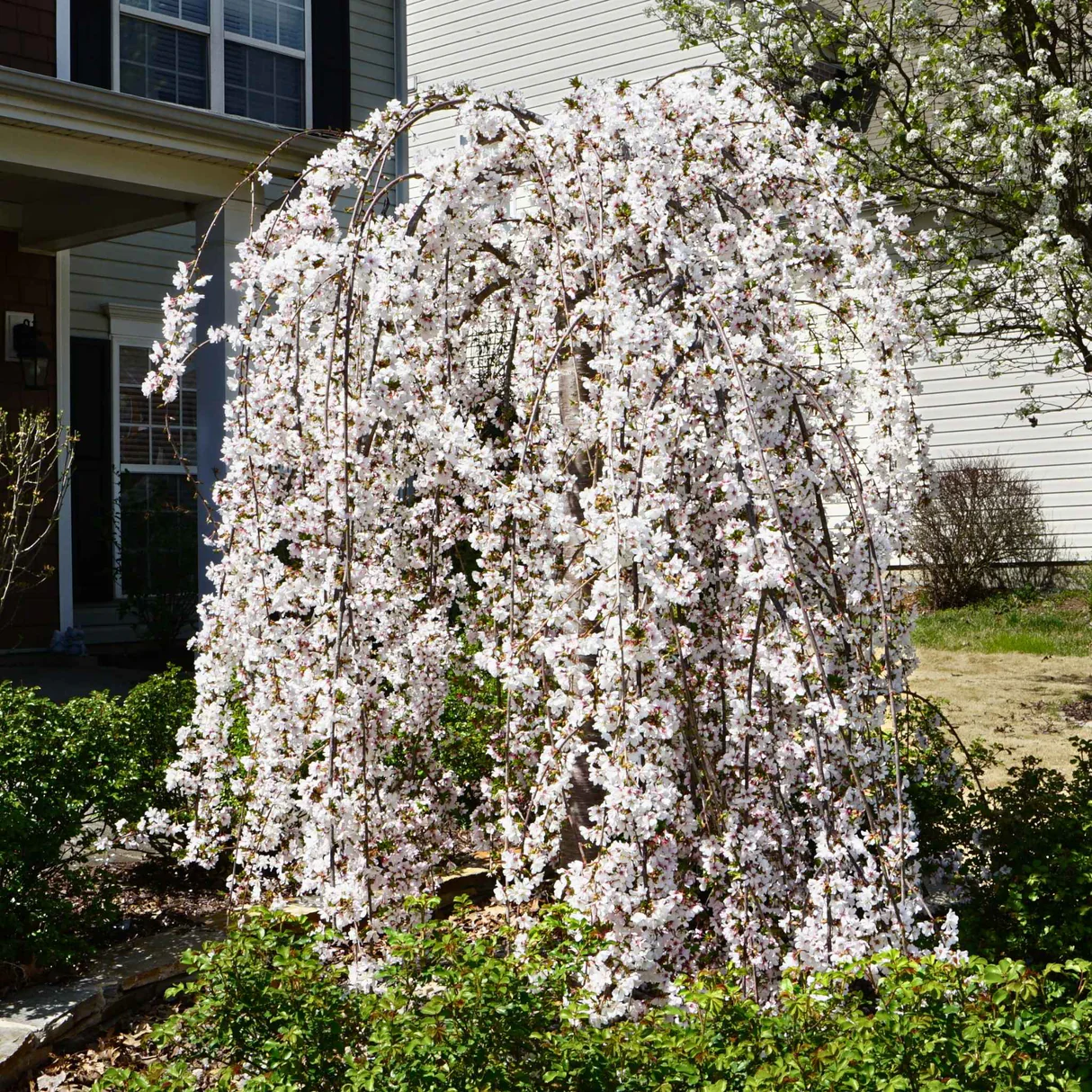 Bud to Branch – Weeping Cherry