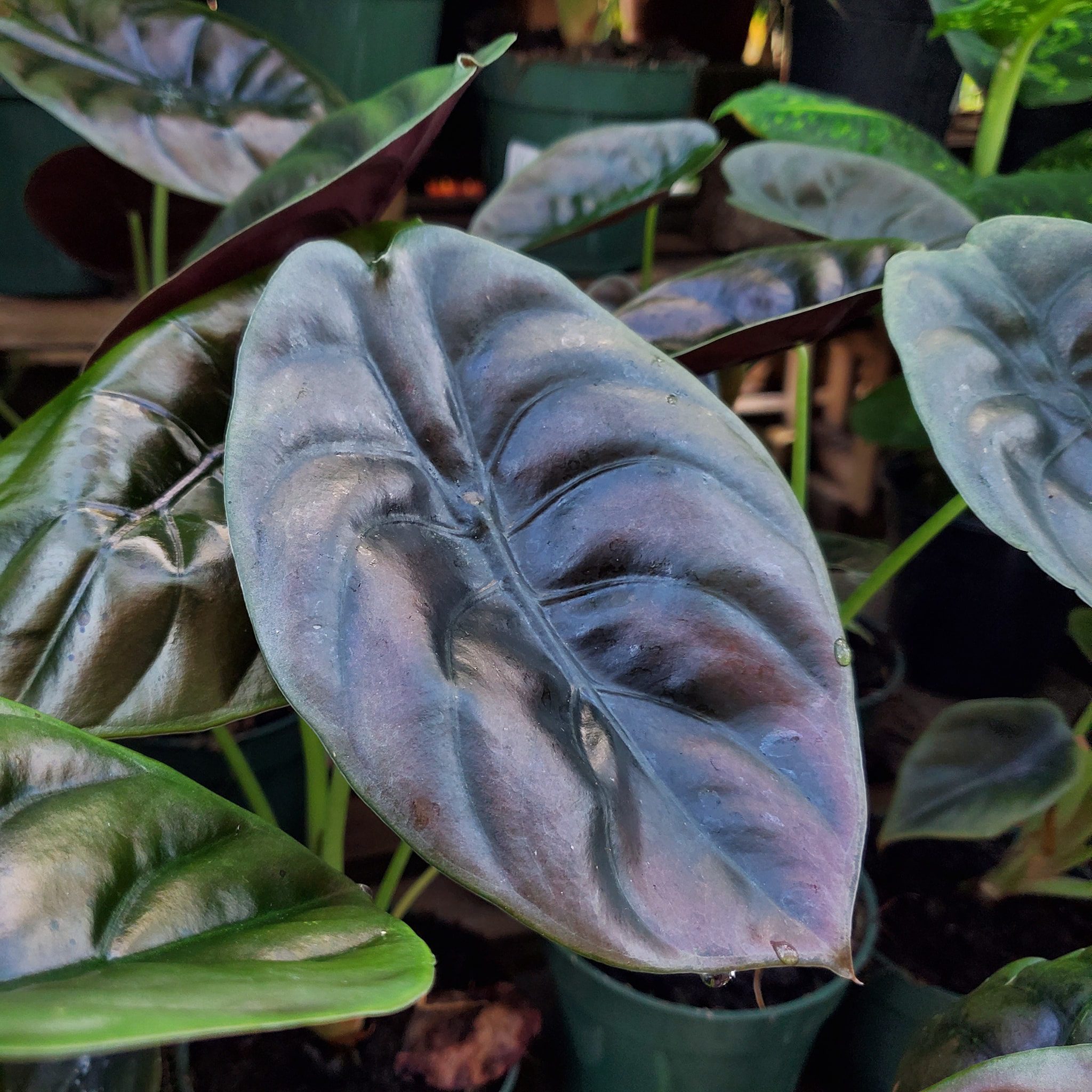 Cupria Alocasia