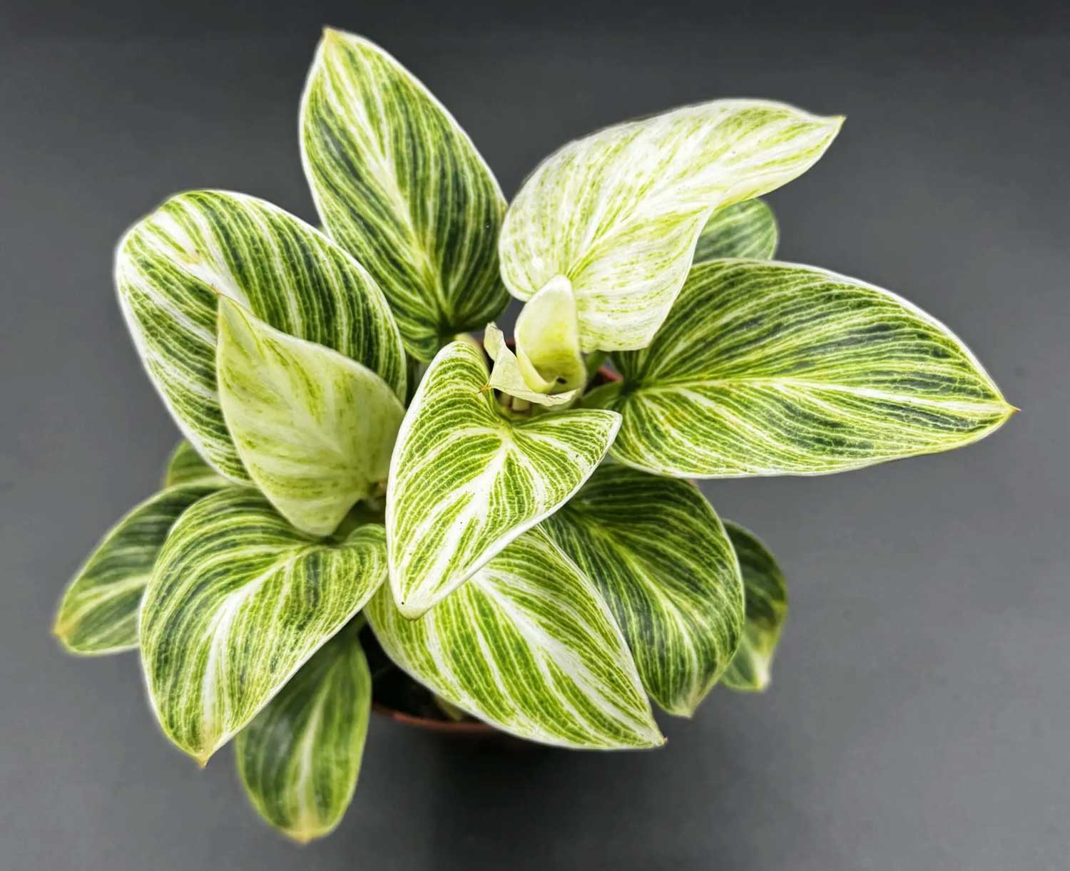 Philodendron ‘Evian’