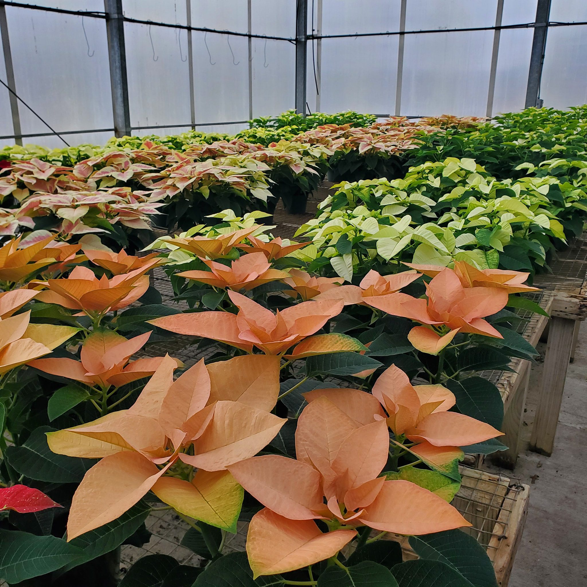 Deck the Halls with Locally Grown Poinsettias from Olney’s Greenhouses