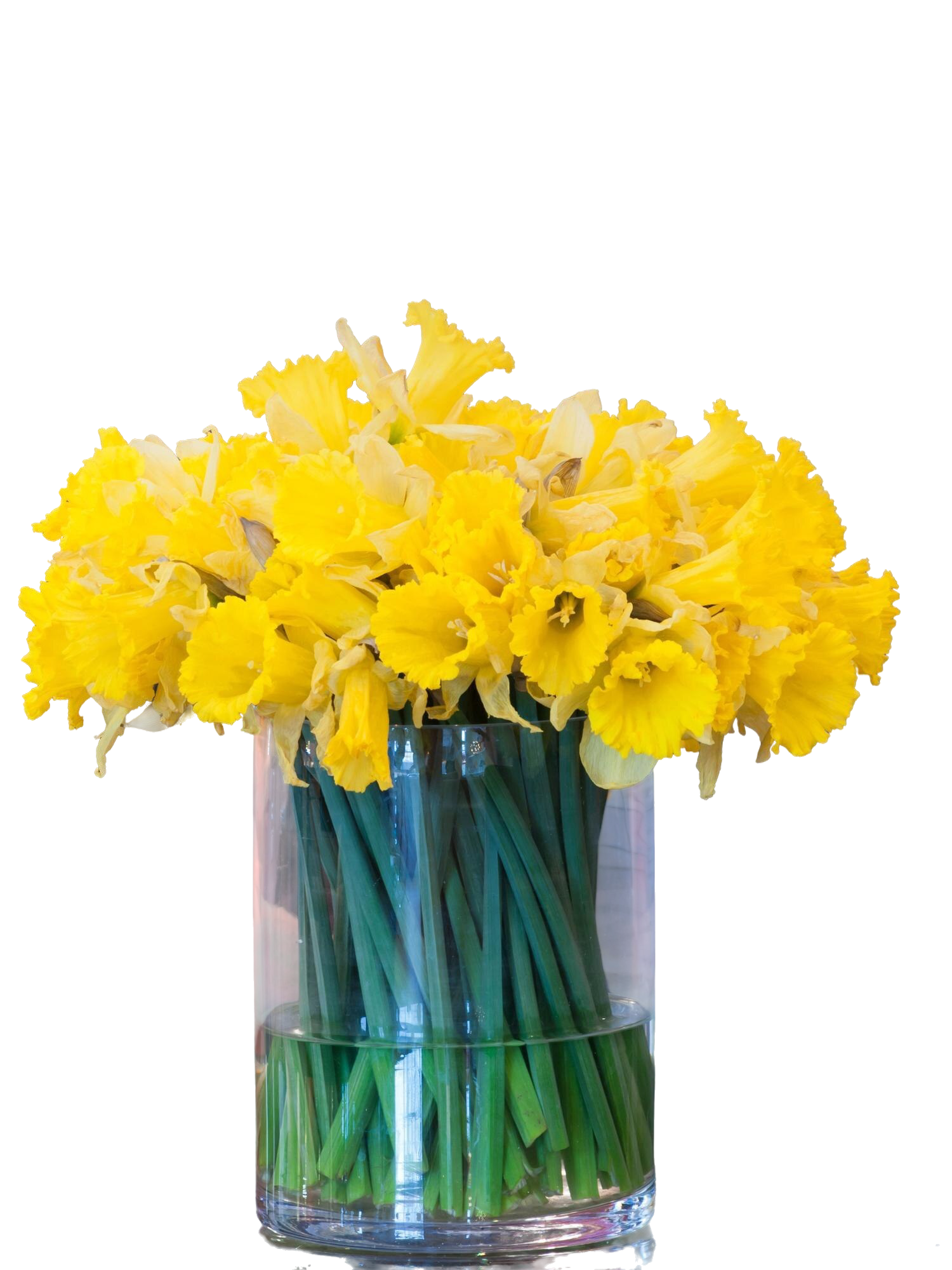 Daffodil delight